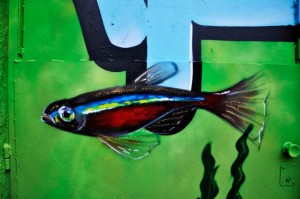 rybka, graffiti