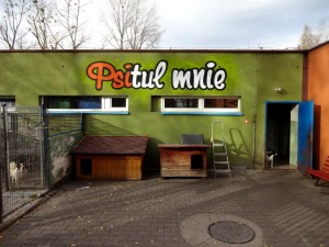 psitul mnie, graffiti